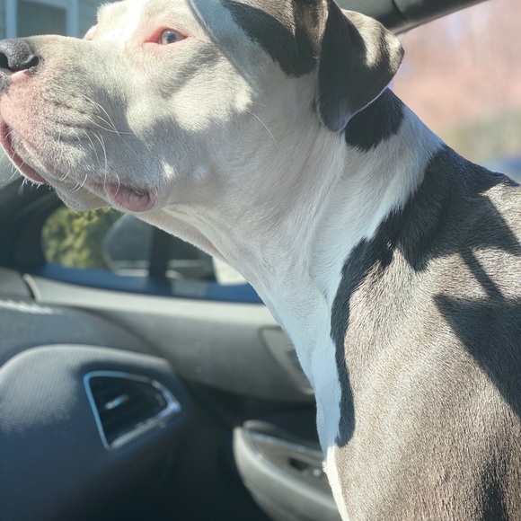 Meet your Posher, Alana - Picture 6 of 16